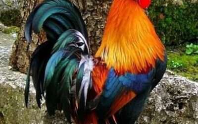 Chronicles of a small industrialist who dreams of re-enchanting France – Episode 47